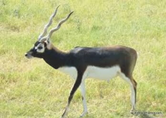 A major wave of appointments and transfers in the Punjab Wildlife Department, changes in charge of important officers