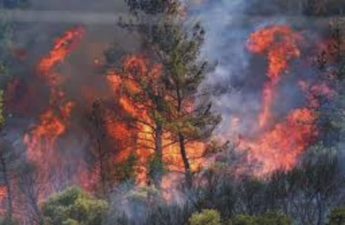 Terrible forest fire in the Turkish city of Izmir, more than 50,000 people evacuated